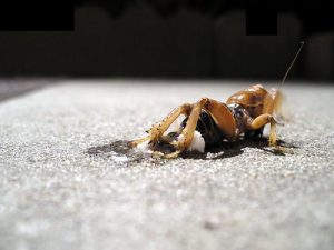 bug-splat